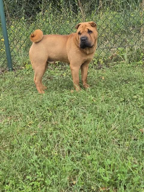 Publication : Shéng Miào 