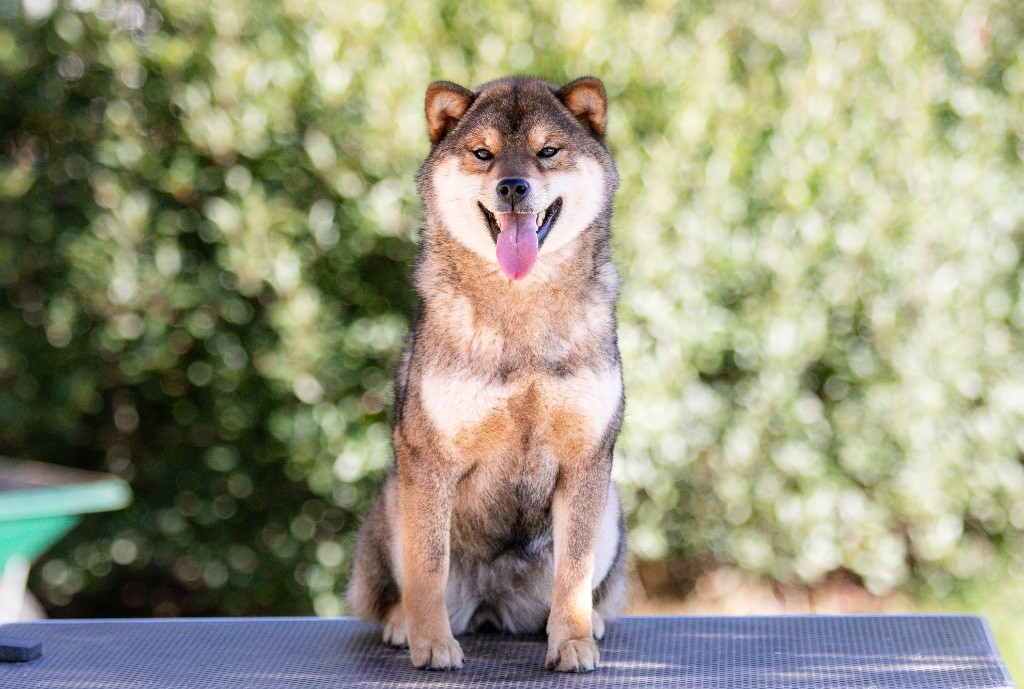 Publication : du Bois de Compiègne 