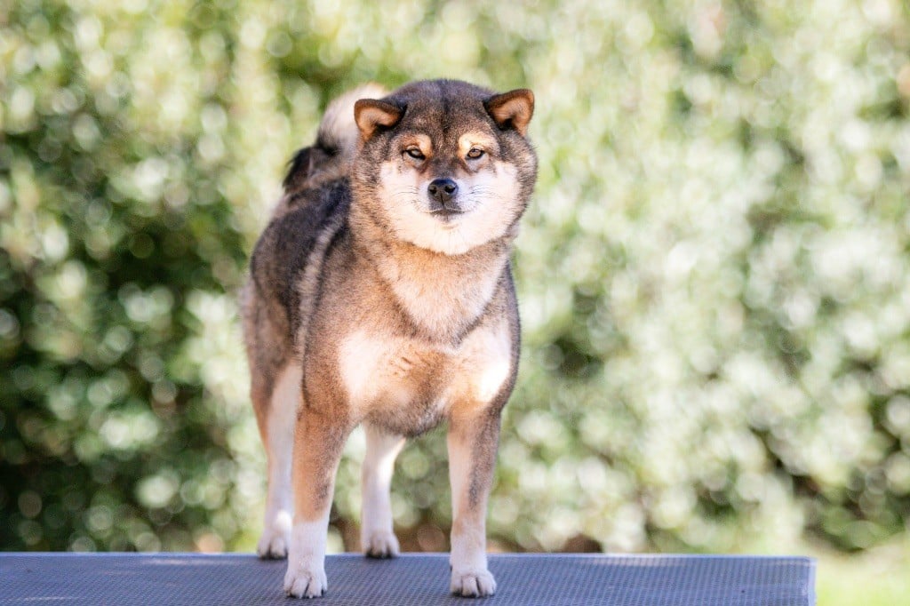 Publication : du Bois de Compiègne