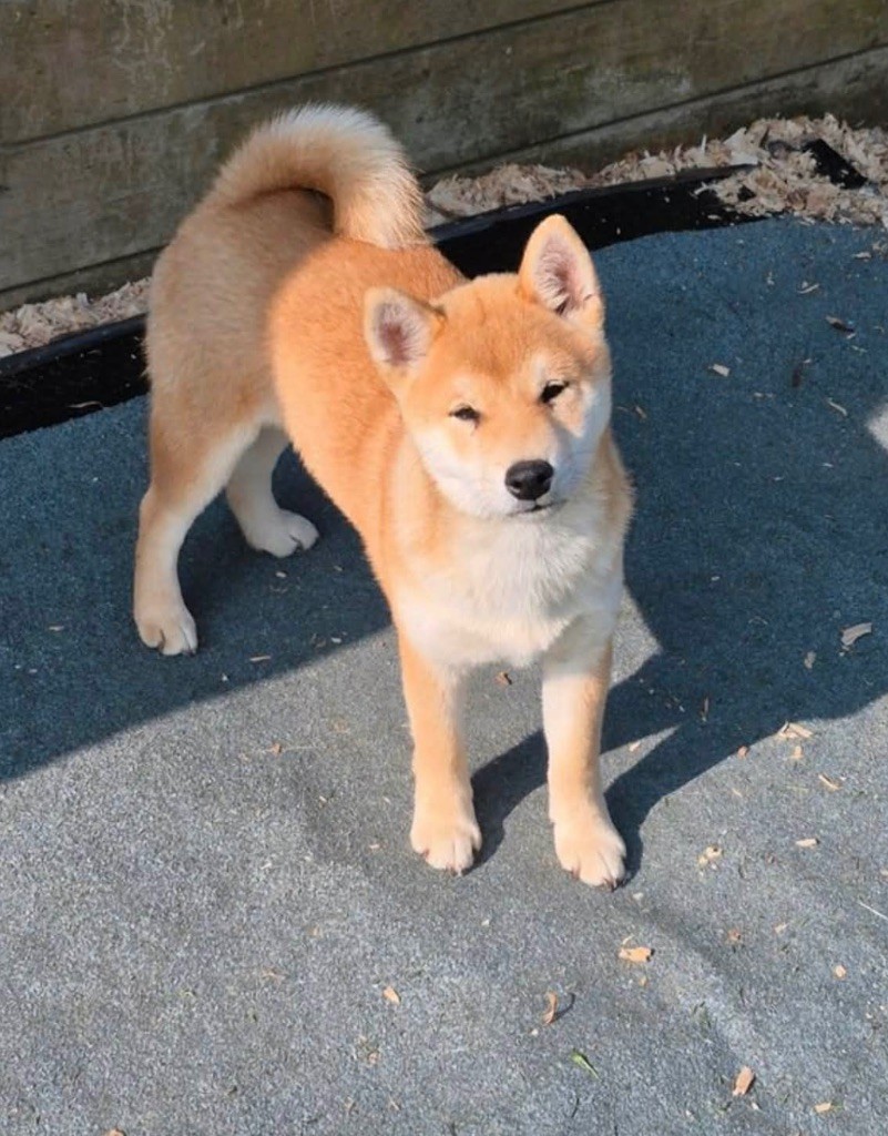 Publication : (Sans Affixe) Auteur : Moi