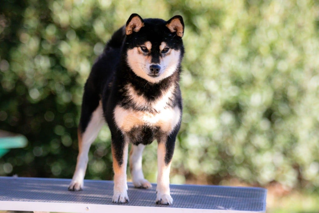 Shimiko du Bois de Compiègne