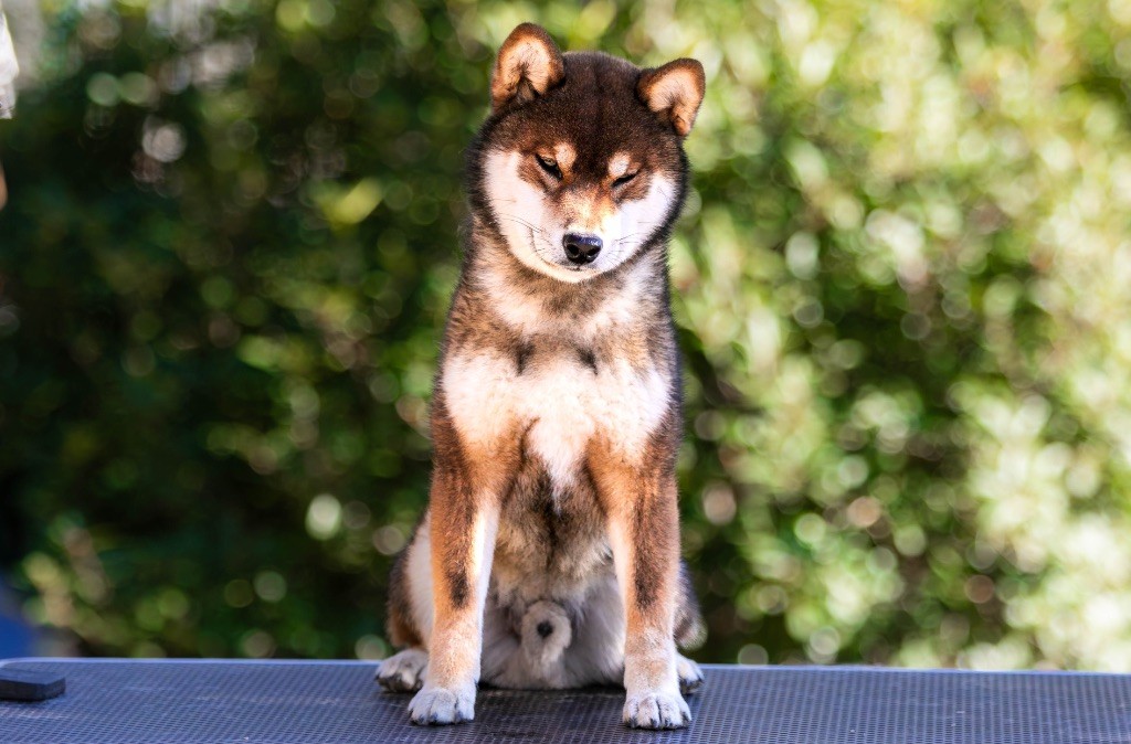 Publication : du Bois de Compiègne 