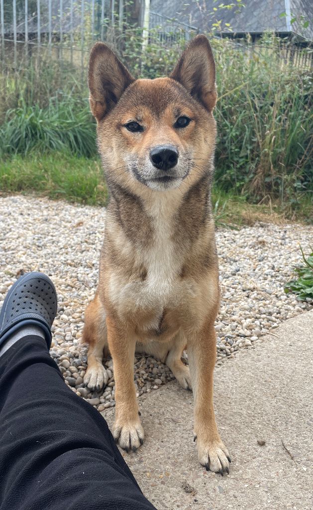 Publication : Jester's Cronies 