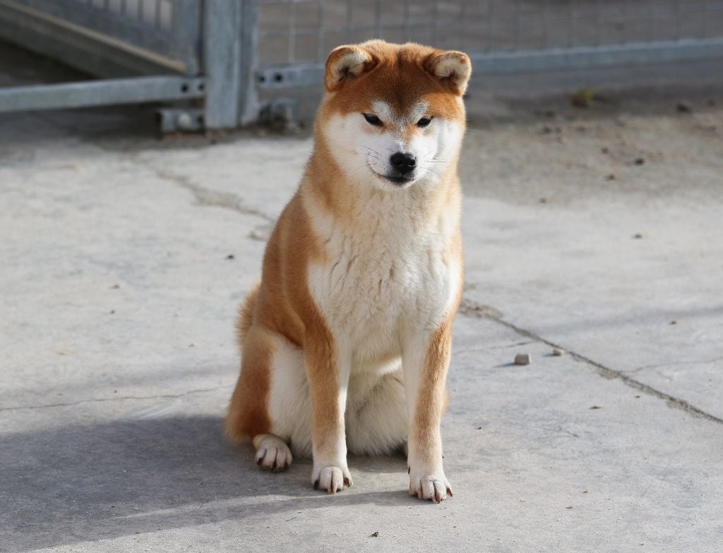 Publication : Go Sakura Kensha 