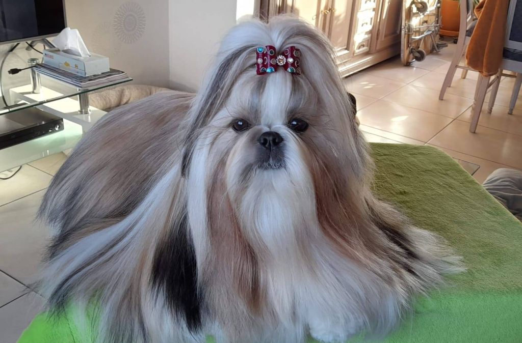 Publication : Lyns-Avenly