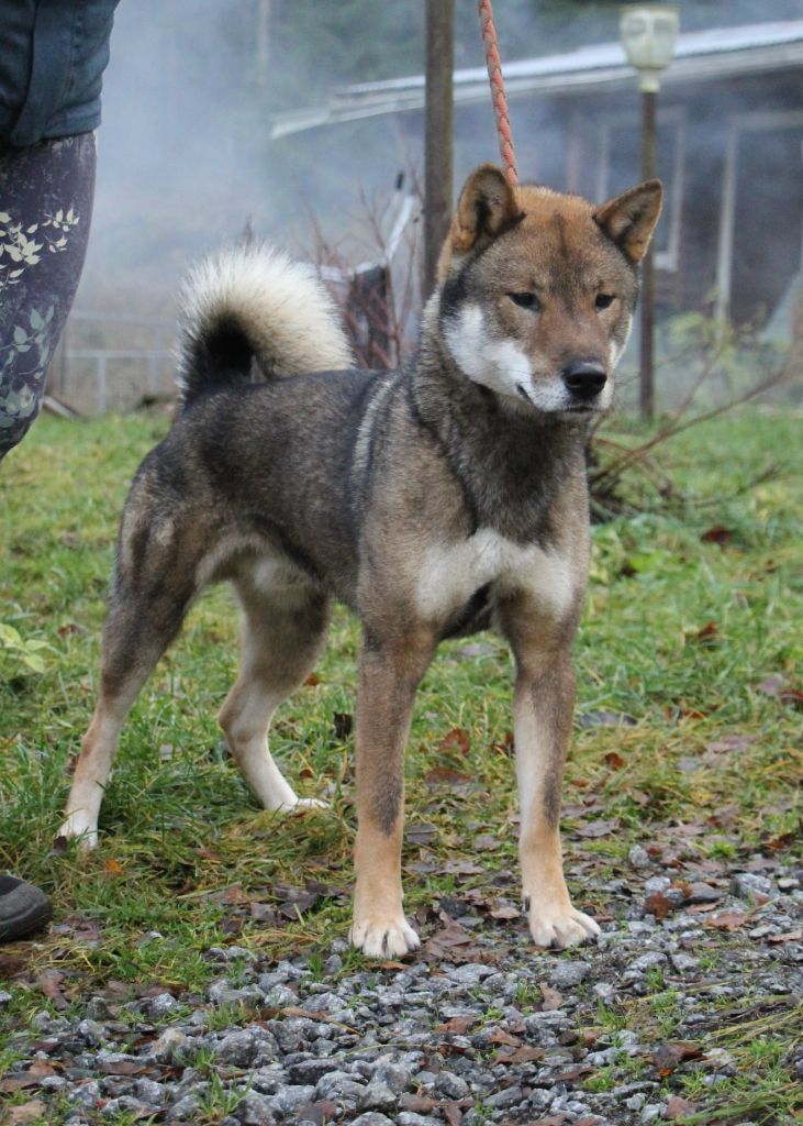 Publication : Kibo No Okami 