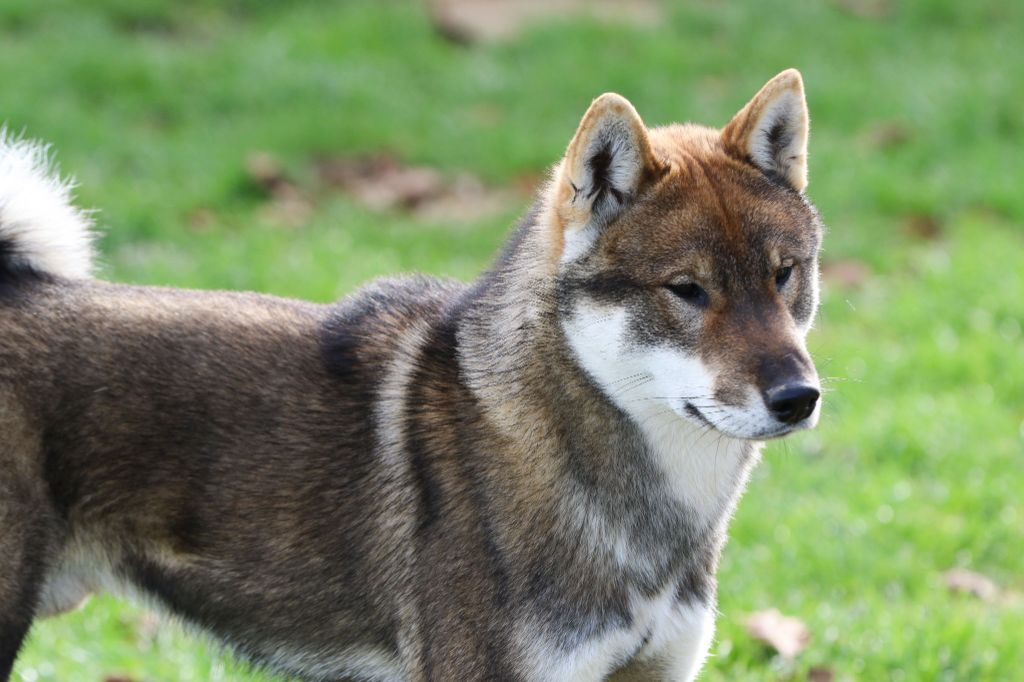 Publication : Kibo No Okami 