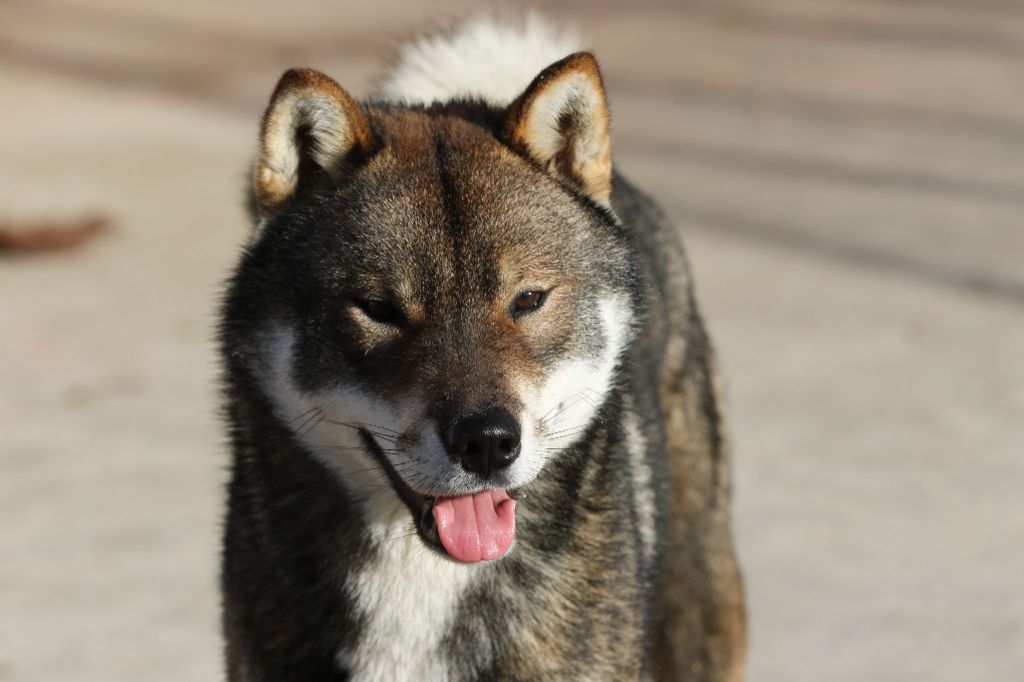 Publication : Kibo No Okami 