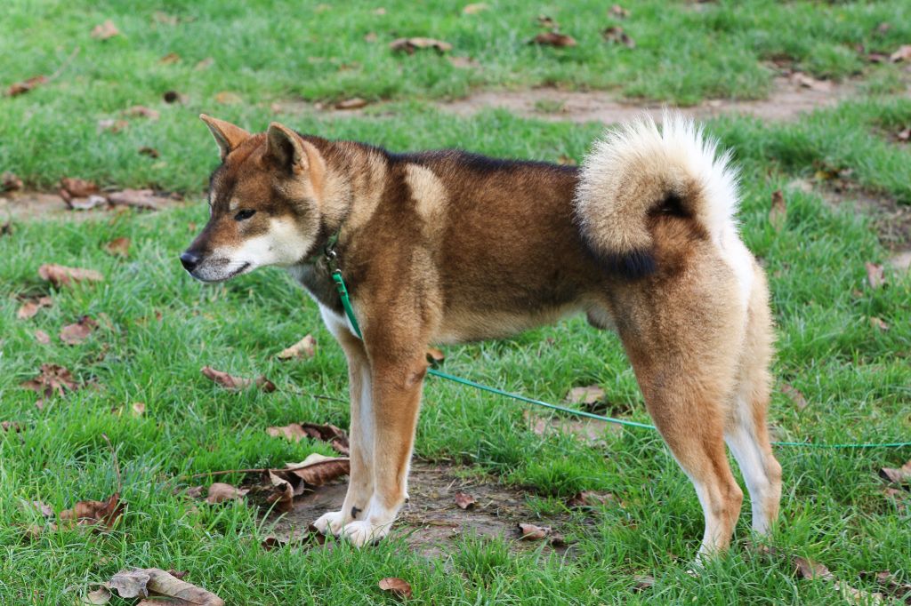 Publication : Kibo No Okami 