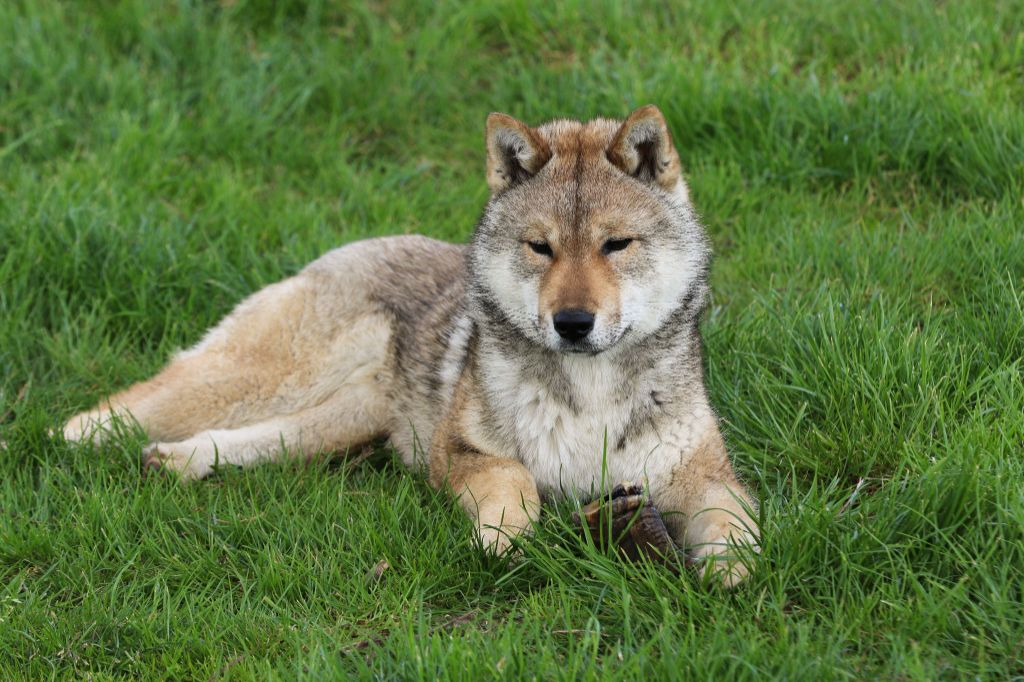 Publication : Kibo No Okami 