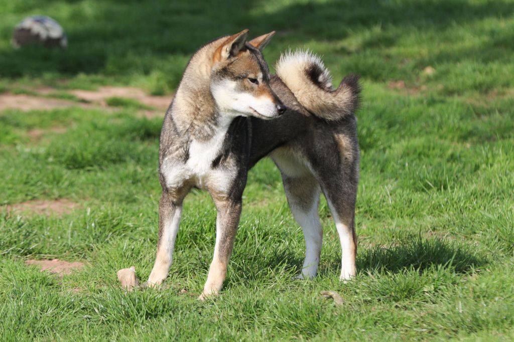 Publication : Kibo No Okami 