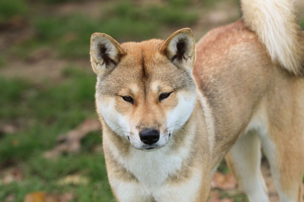 Publication : Kibo No Okami 