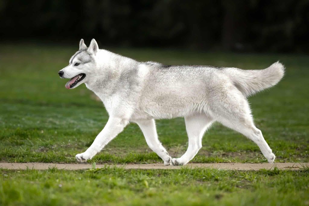 Publication : Wapidogs Family