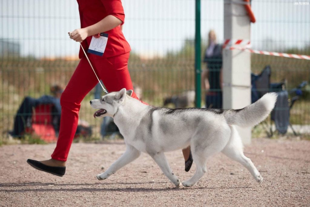 CH. snow image Klaudia