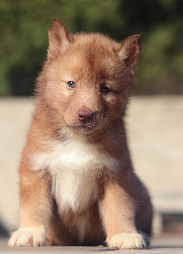 Publication : Lupu Di Castagniccia 