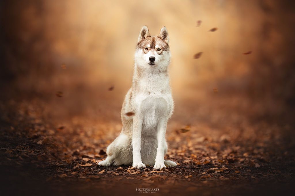 Publication : Flower Of Tenebrae