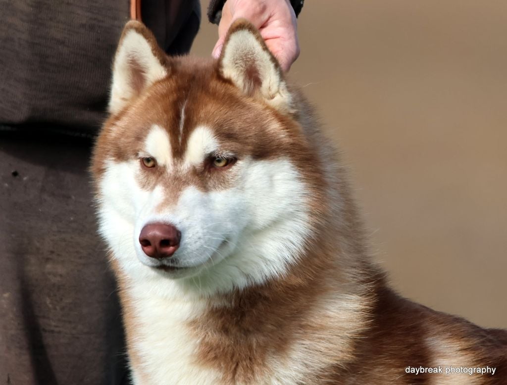 Publication : de Daybreak Northern 