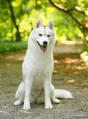 CH. husky haven Galactic fantasy