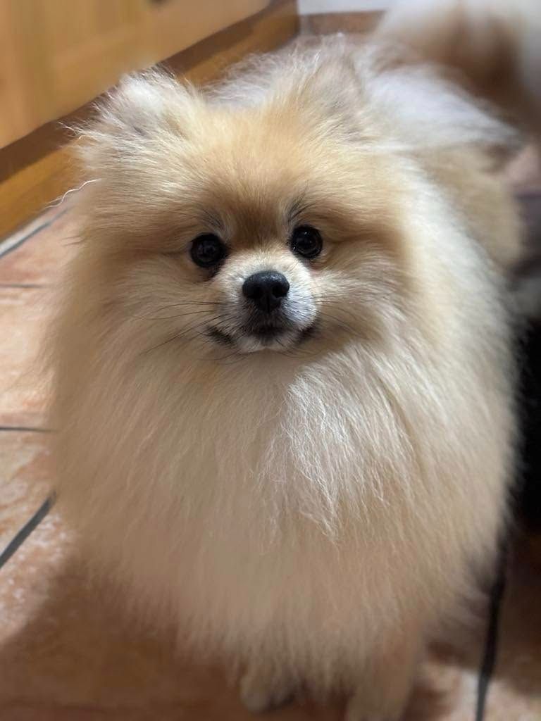 Publication : Du Paradis De Pompomtopia Auteur : Samantha Blondiaux