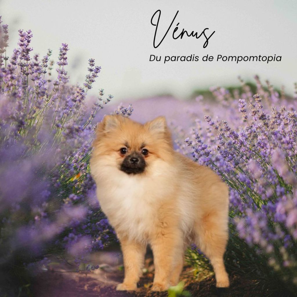 Publication : Du Paradis De Pompomtopia Auteur : Samantha Blondiaux