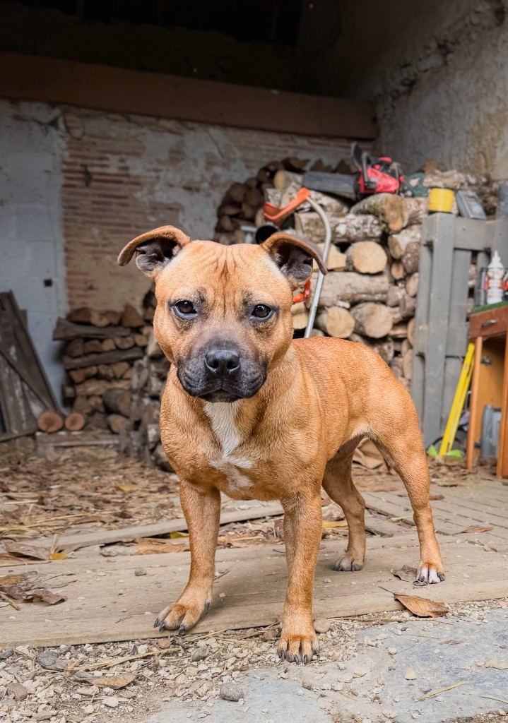 Publication : Des Disciples De Goliath 