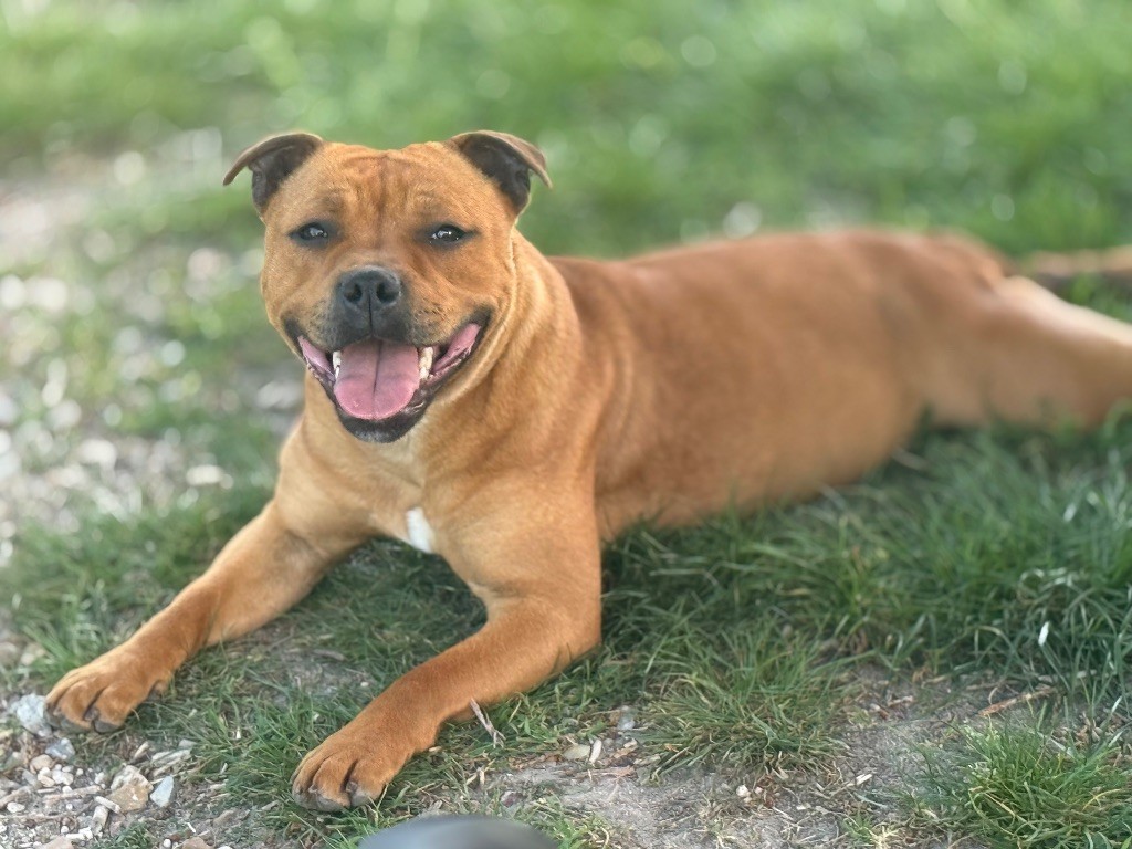 Publication : De Matell's Family 