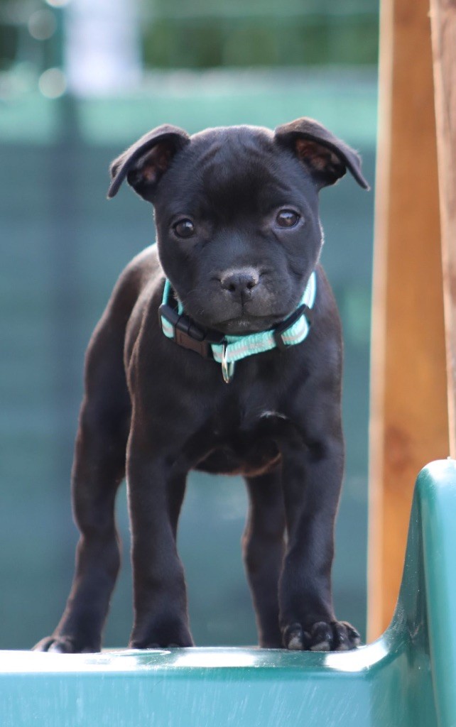 Publication : Sweet Dream Stafford