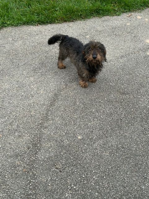 Publication : d'Edennefamily Auteur : Elevage D' EDENNE FAMILY