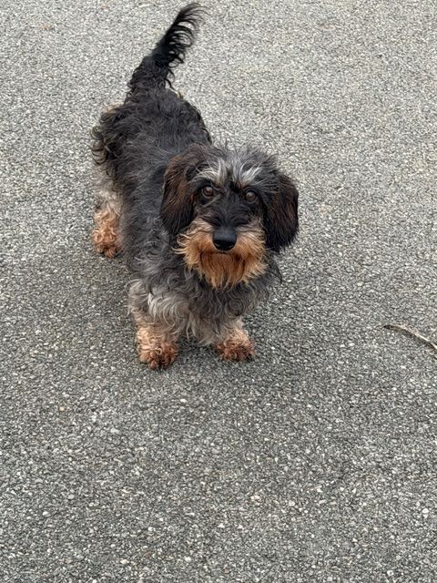 Publication : d'Edennefamily Auteur : Elevage D' EDENNE FAMILY