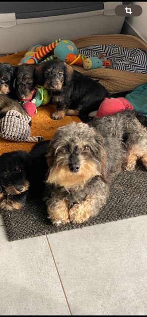 Publication : d'Edennefamily Auteur : D' EDENNE FAMILY