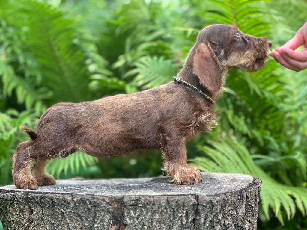 Publication : Des Cookies D'amour 