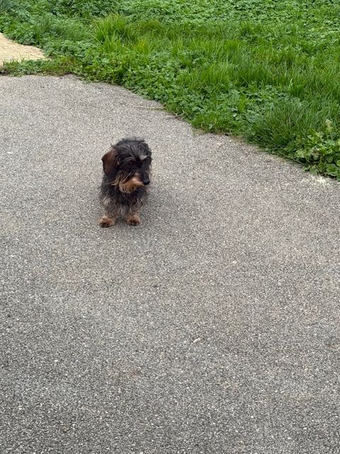 Publication : d'Edennefamily Auteur : Elevage D' EDENNE FAMILY