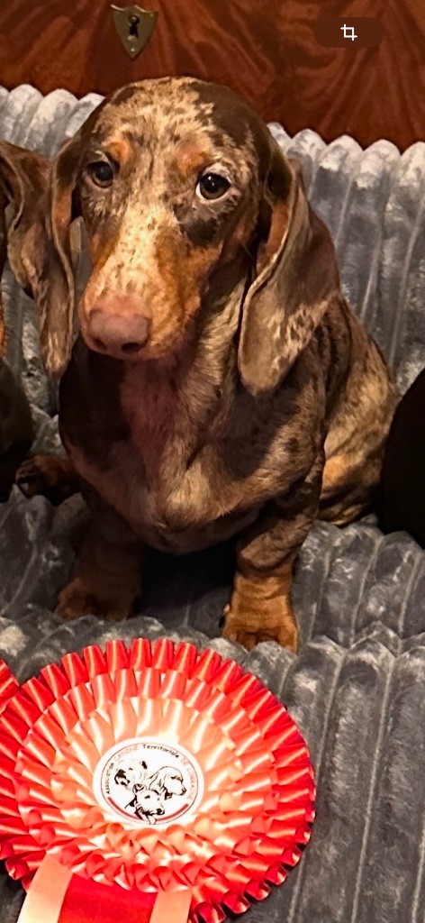 Publication : Des Bois De Moselle