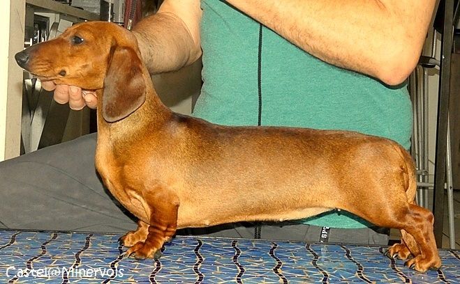 Publication : du castel minervois Auteur : y.constant