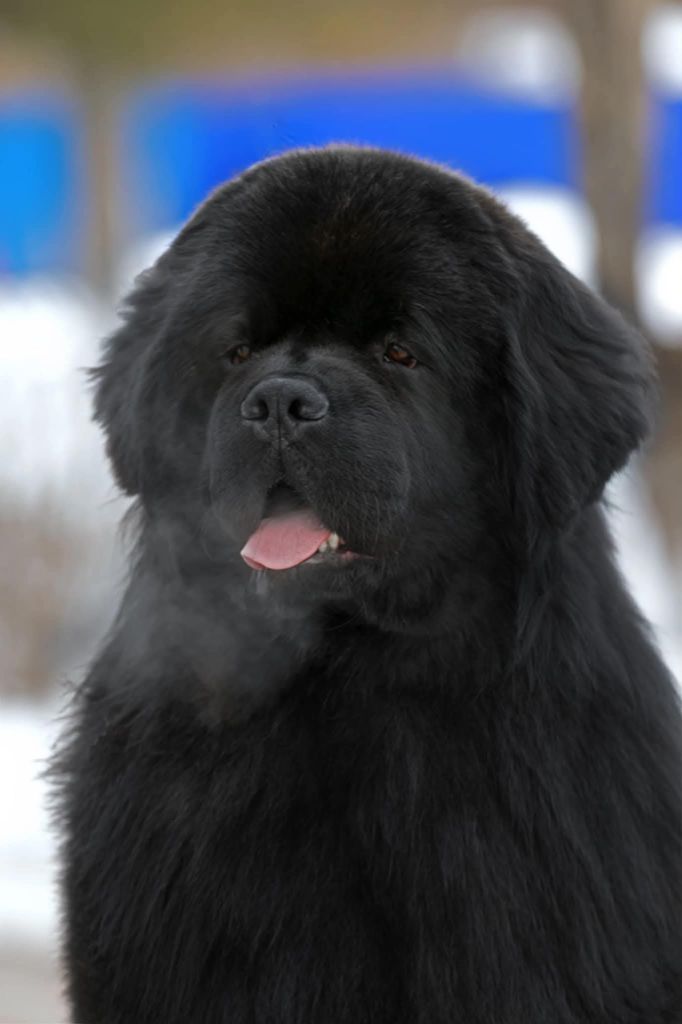 Publication : Des Caprices Dorée