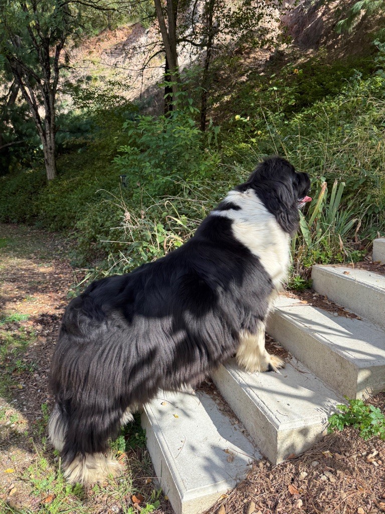 Publication : des Trésors de Radjah Auteur : vigne gilianne