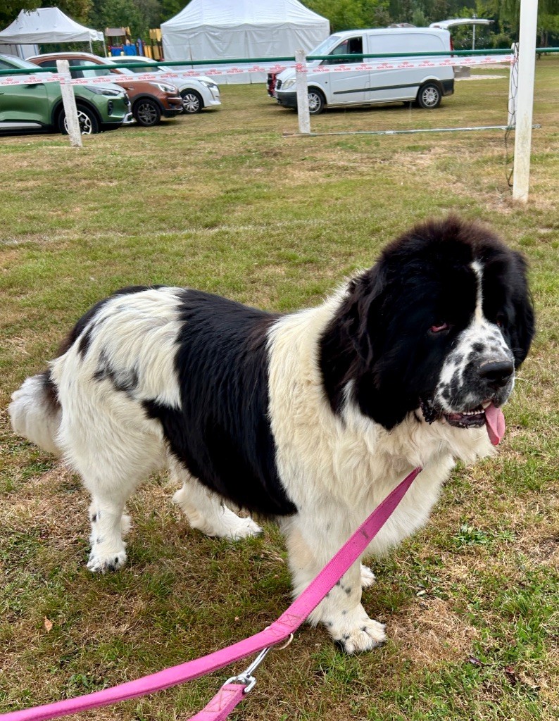 Publication : Des Oursons De L'Aisne Auteur : Des oursons de l Aisne 