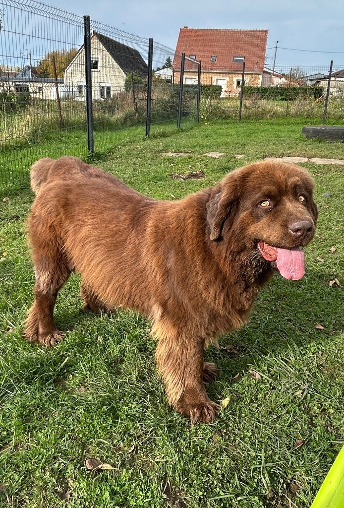 Publication : Des Oursons De L'Aisne Auteur : Mme Nelson Nadege 