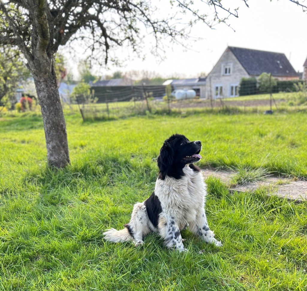 Publication : Des Oursons De L'Aisne