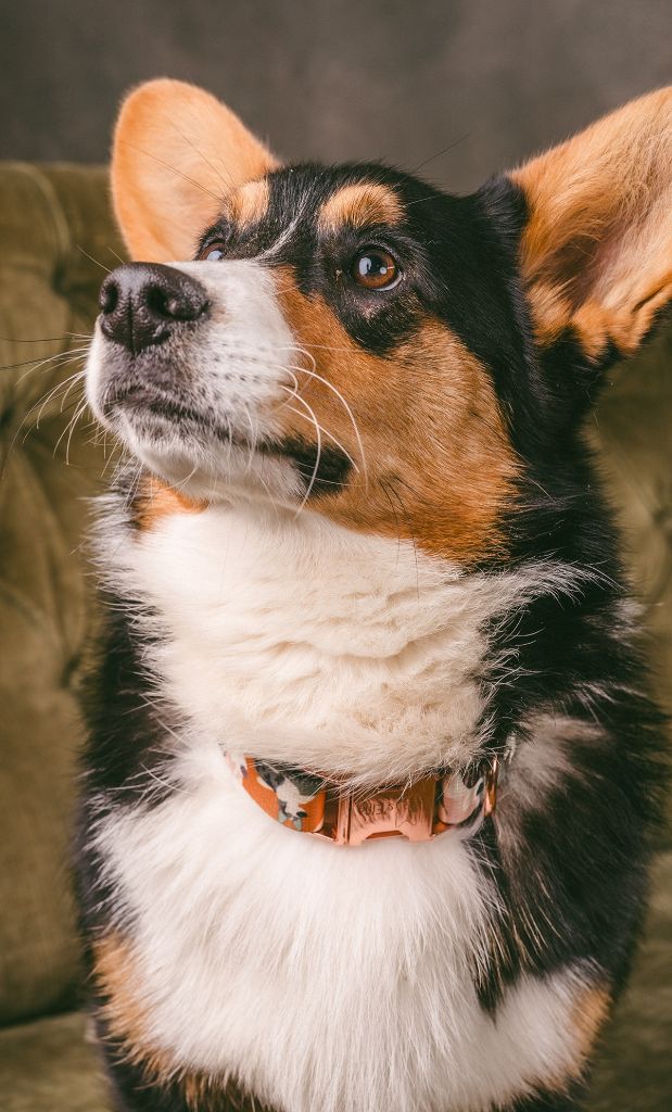 Publication : Du Nanédis 