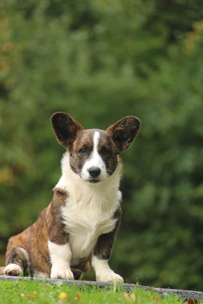 Publication : Du Gélétan 