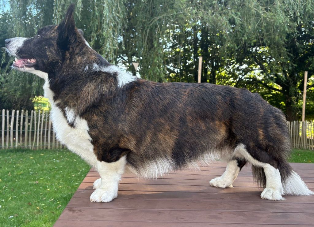 Publication : Du Nanédis Auteur : Els