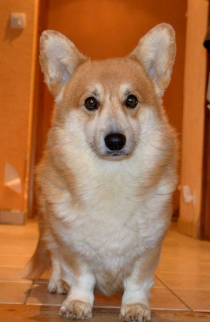 Publication : de la Garde Divine Auteur : les petits génies