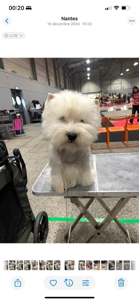 Publication : Du Royaume De Fantasia