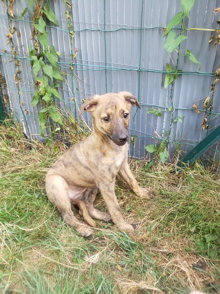 Publication : Du Premier Sentiment Auteur : SEVEON Vanessa