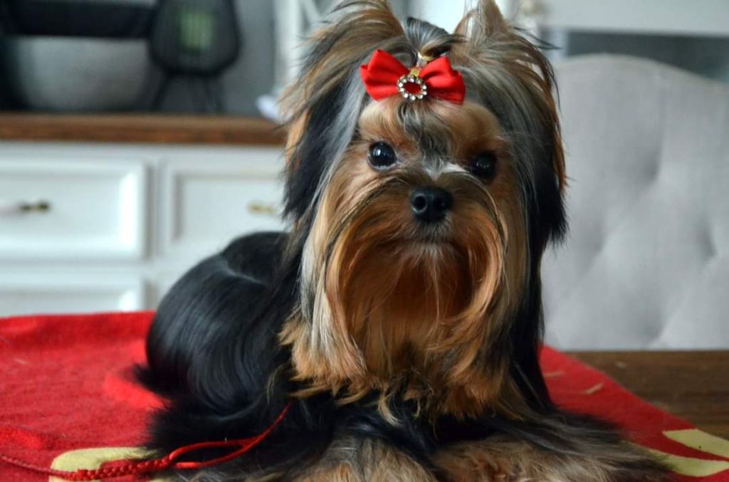 Nefertiti of halimeda