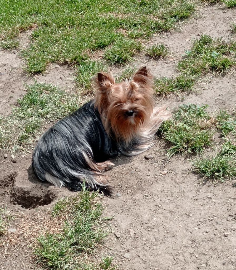 Tootsie betsy de l arche d or