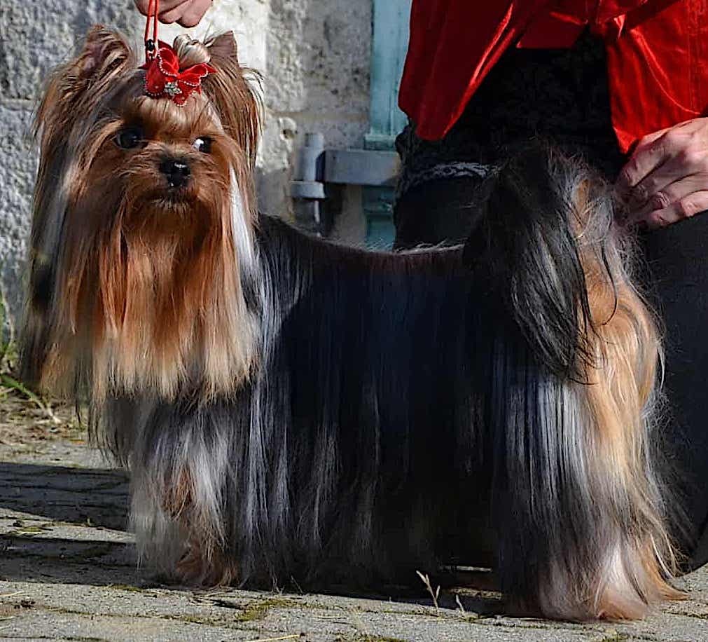 CH. Glamour of halimeda