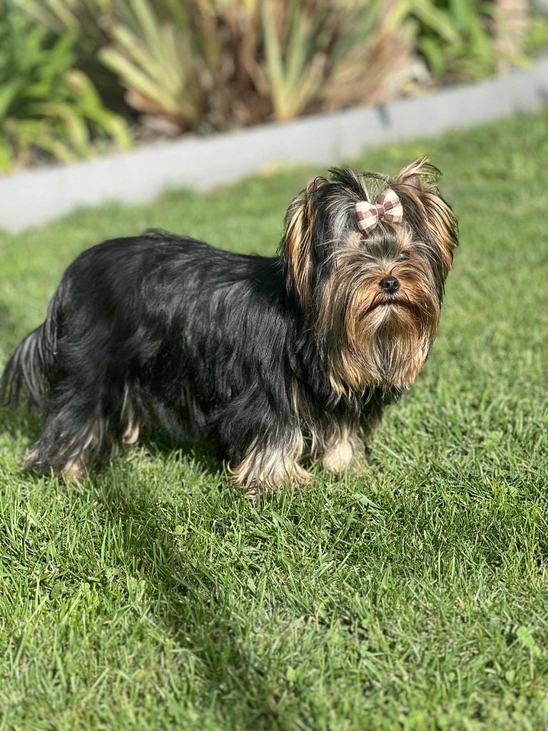 Publication : Royal Lords Pyrène Auteur : Lamberdière Anne-Sophie