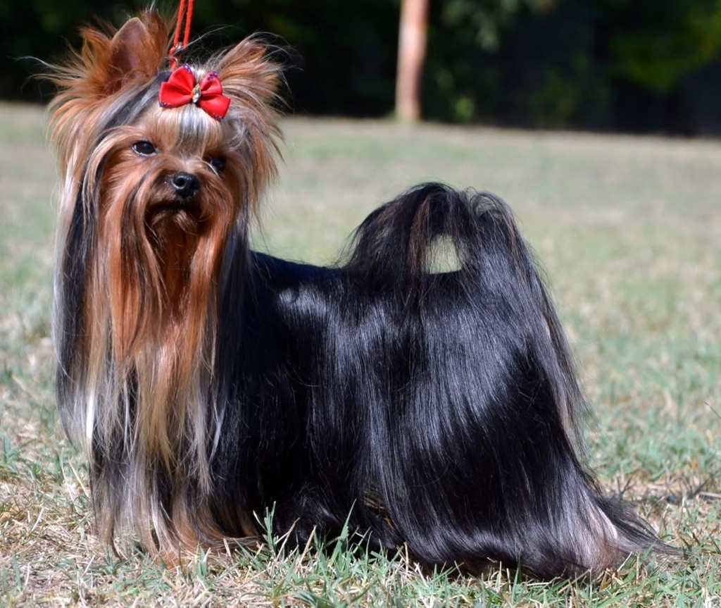 CH. Houdini Desire-York